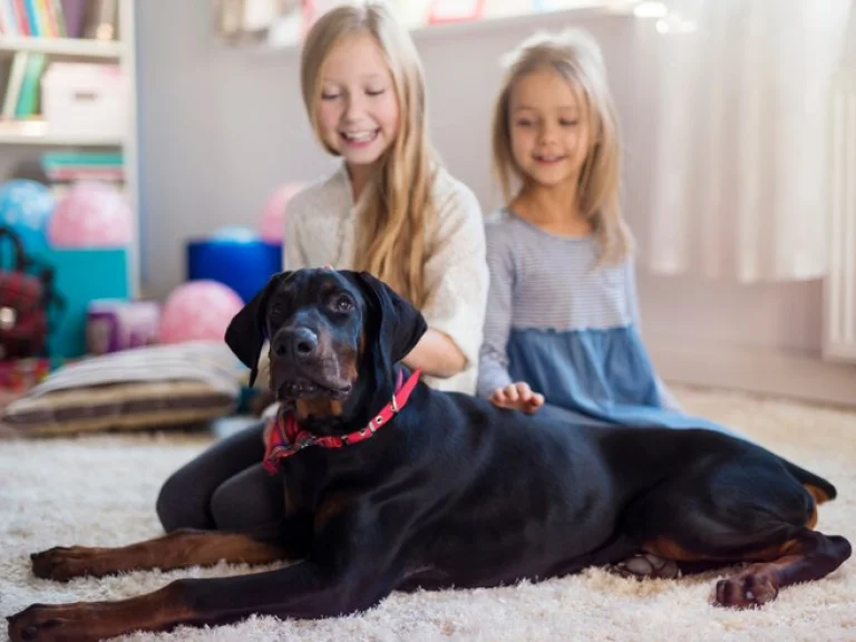 Evcil Hayvan Sahipleri İçin Halı Koltuk ve Perde Temizliği